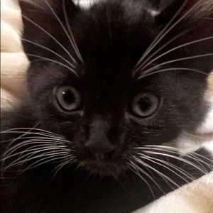 Meet your Posher, Shehzeen